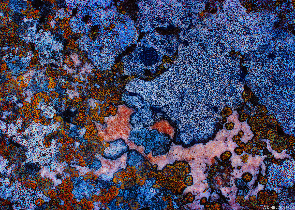 Blue and orange lichens on boulder, Jasper National Park, Canada
