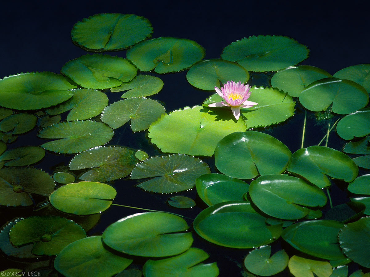 Water Lily in spotted light in pond in Hawaii