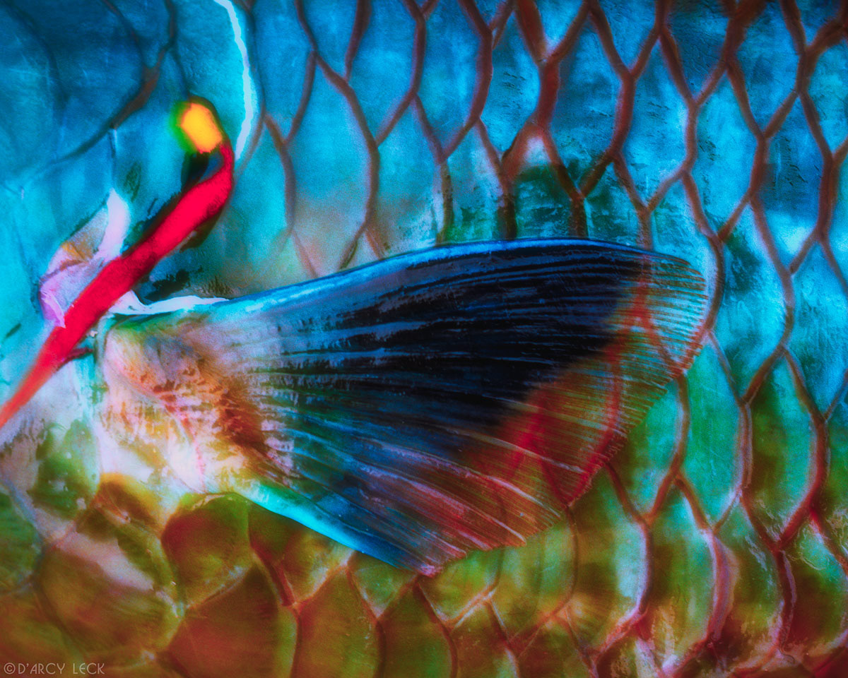 Close-up of Parrot fish pectoral fin