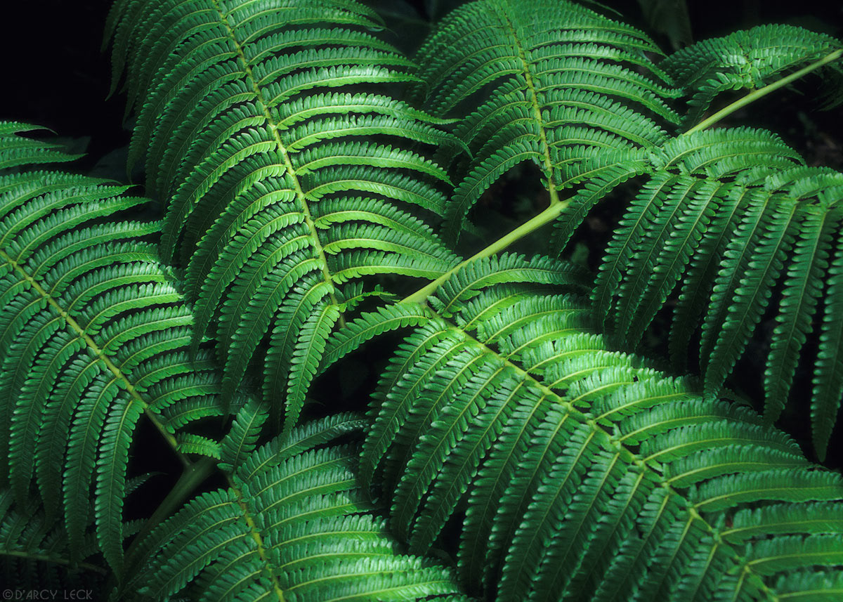 Fern fronds on Oahu, Hawaii