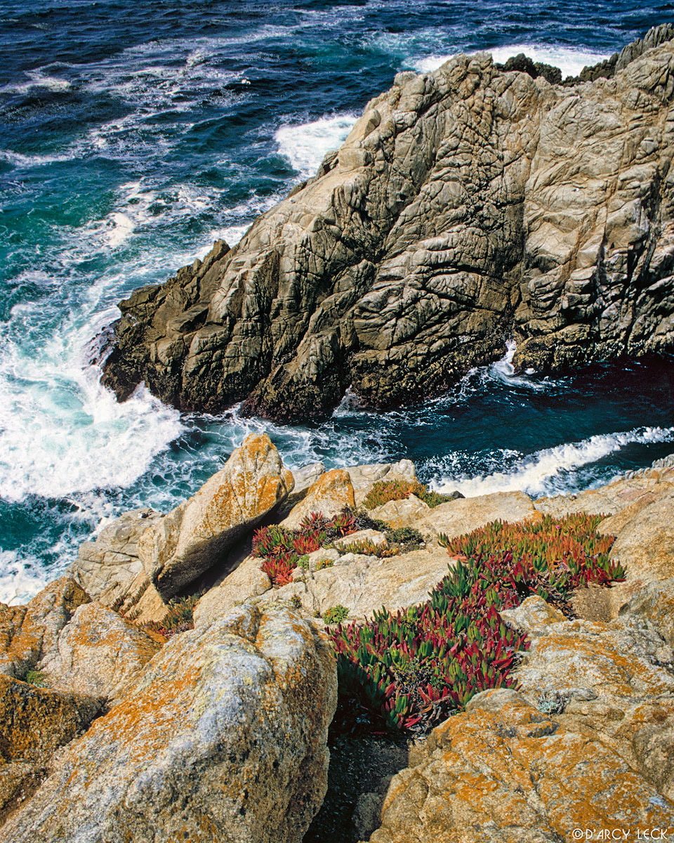 Ice plants cling to rocks on cliff above sea along California coast