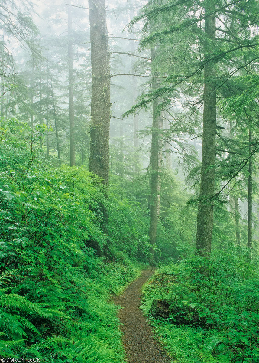 Hiking trail through the fog enshrouded ferns and trees of a temperate rain forest at Cape Lookout, Oregon