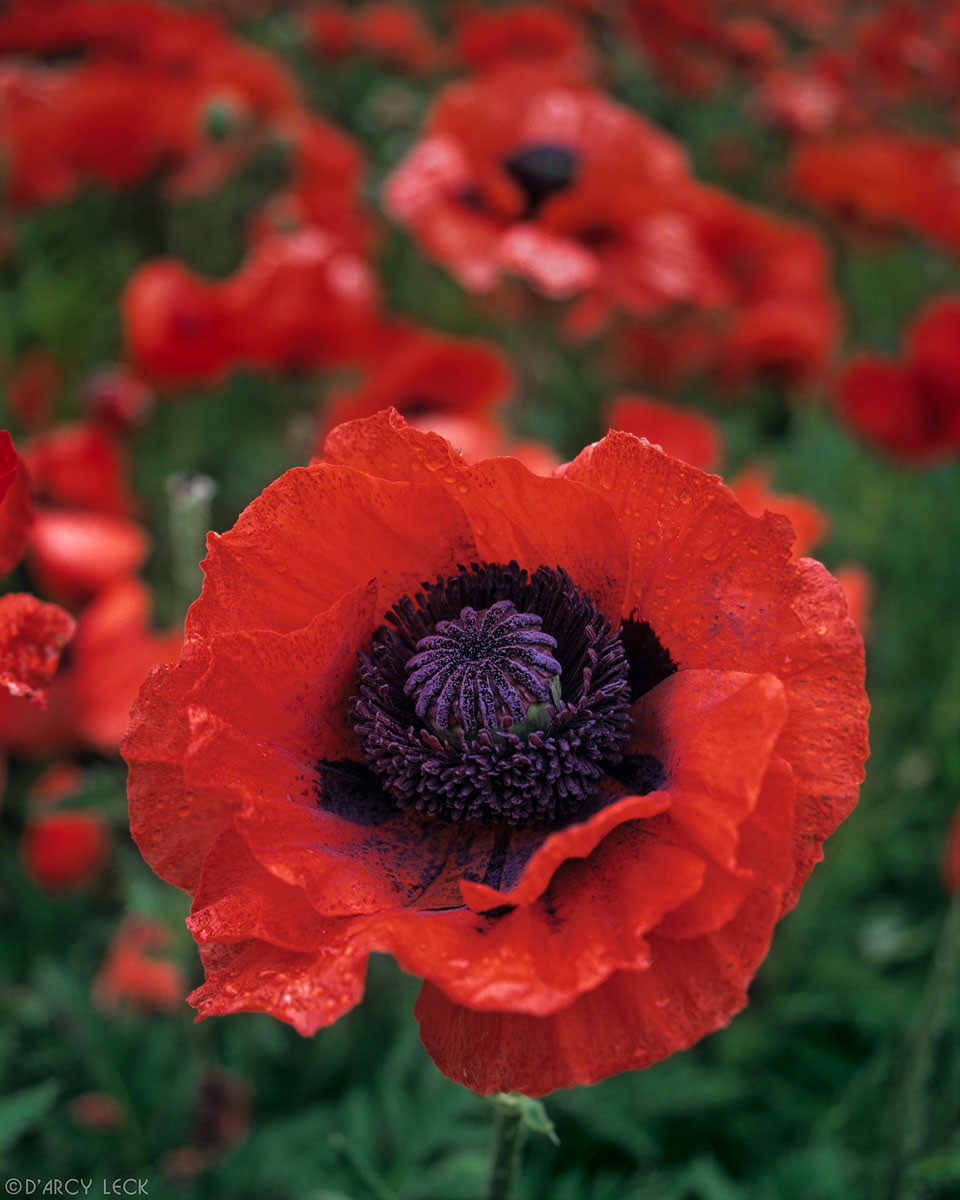 Red Poppy flower, Banff National Park, Alberta, Canada