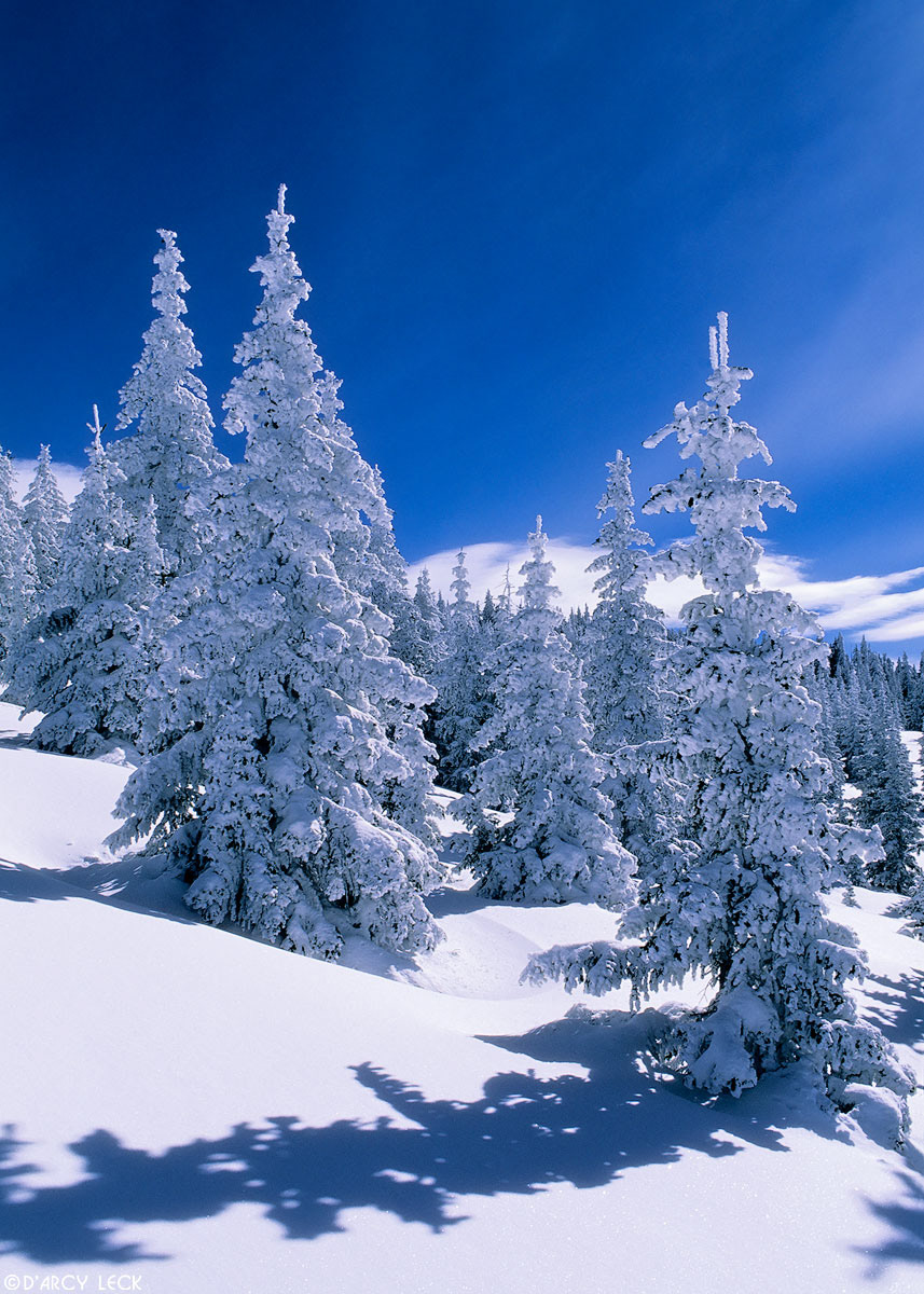 Snow covered trees near top of Tesuque Peak in the Santa Fe National Forest, New Mexico, USA