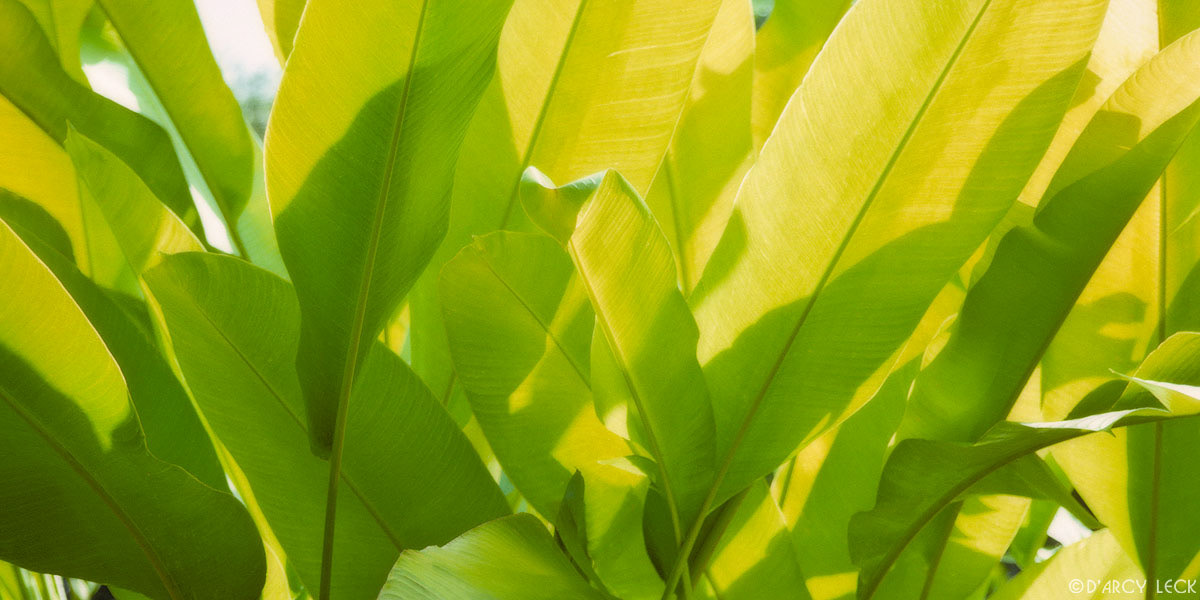 Back-lighted Travelers Palm fronds, Oahu, Hawaii