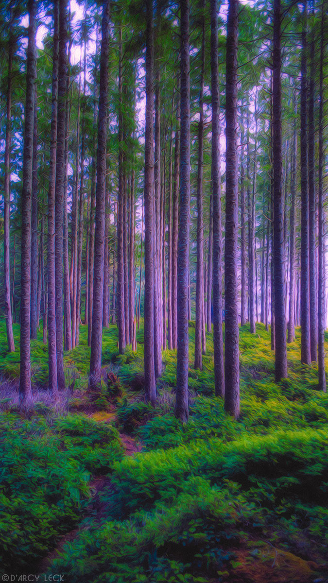 Forest behind Third Beach, Washington