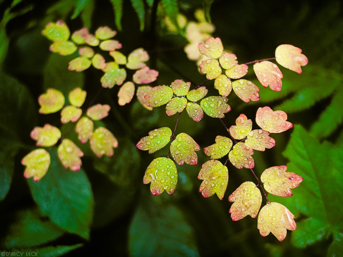 Rain drops on small leaves turning red in autumn, Gooseberry Falls State Park, Minnesota