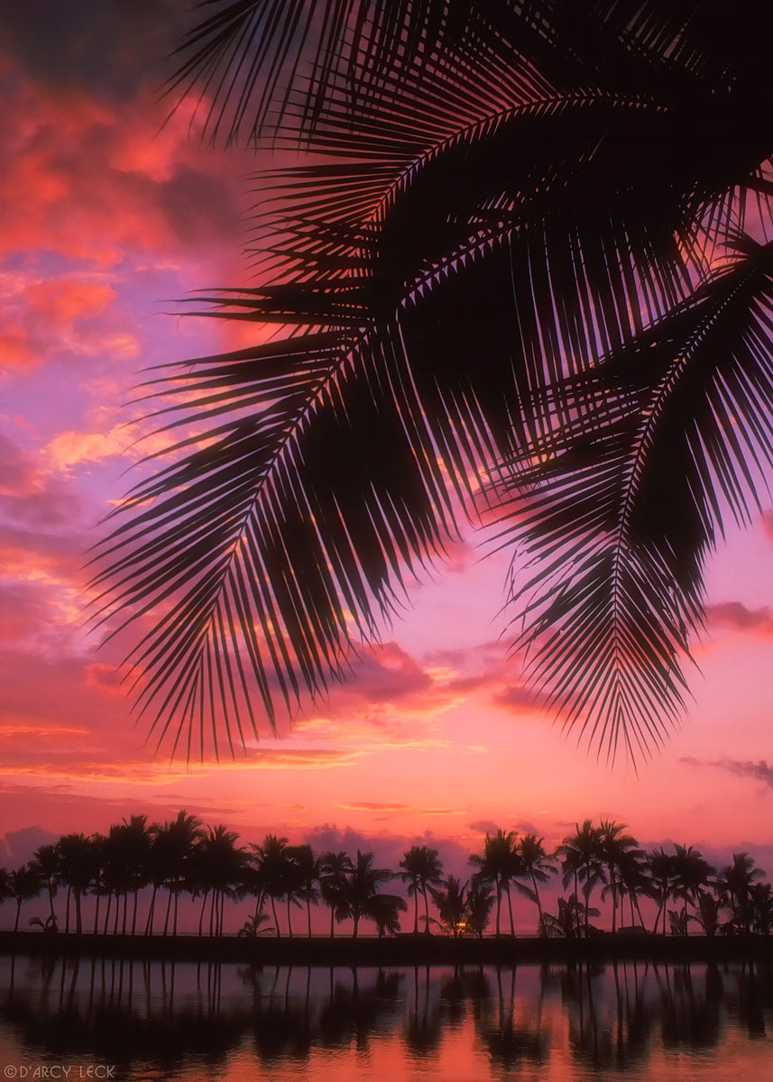 Palm trees and palm tree fronds silhouetted against sunset sky, Anaehoomalu Bay, big island of Hawaii