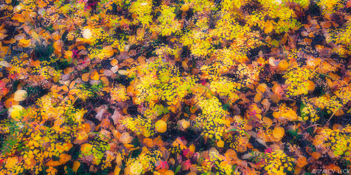 Forest floor with aspen leaves and plants in Autumn colors, Colorado