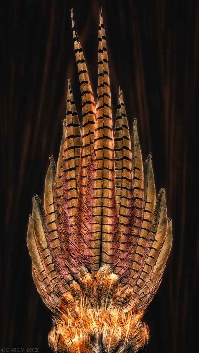 Complete Pheasant tail (cock) feathers