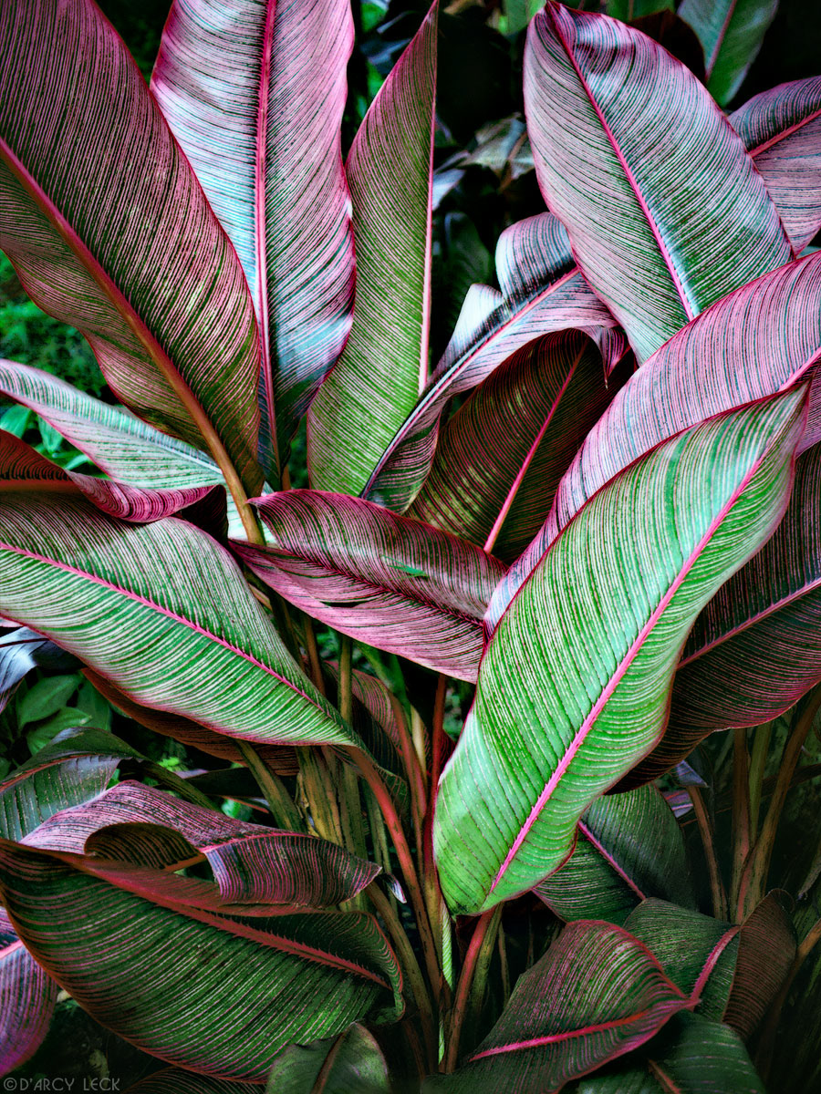 Variegated green and magenta broad leaves, Oahu, Hawaii