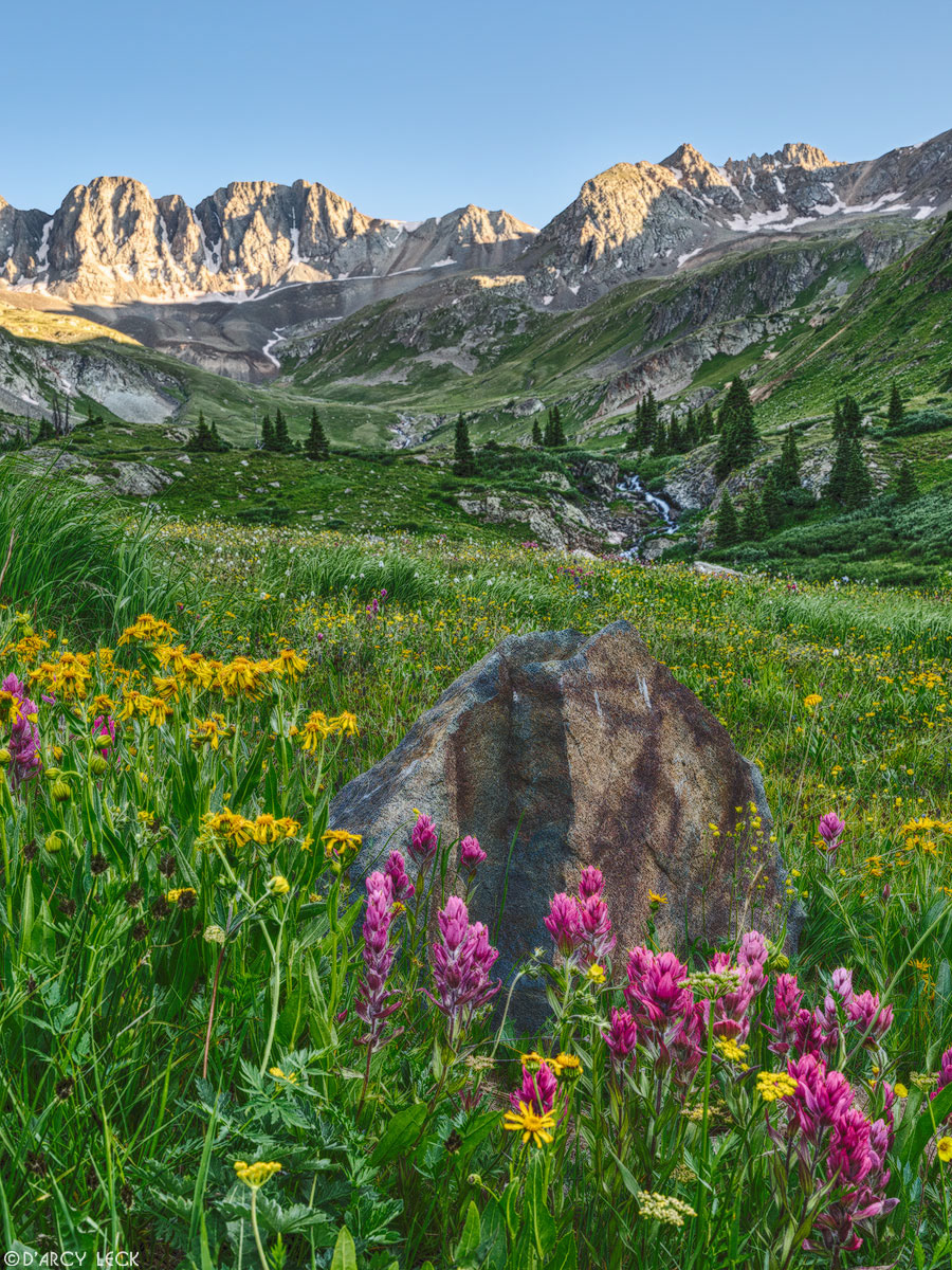 Indian Paintbrush and other wildflowers blossom in July around a rock in the alpine meadow of American Basin in the San Juan Mountains, Colorado