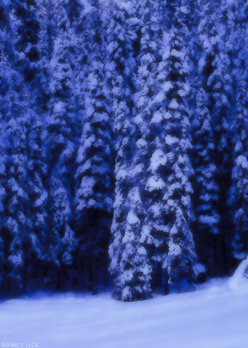 Snow covered pine trees in the Canadian Rockies of Yoho National Park, Canada