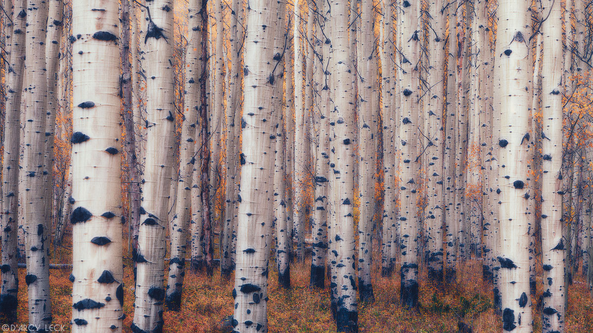 Stand of aspen trees in autumn colors along Lost Canyon road, Colorado