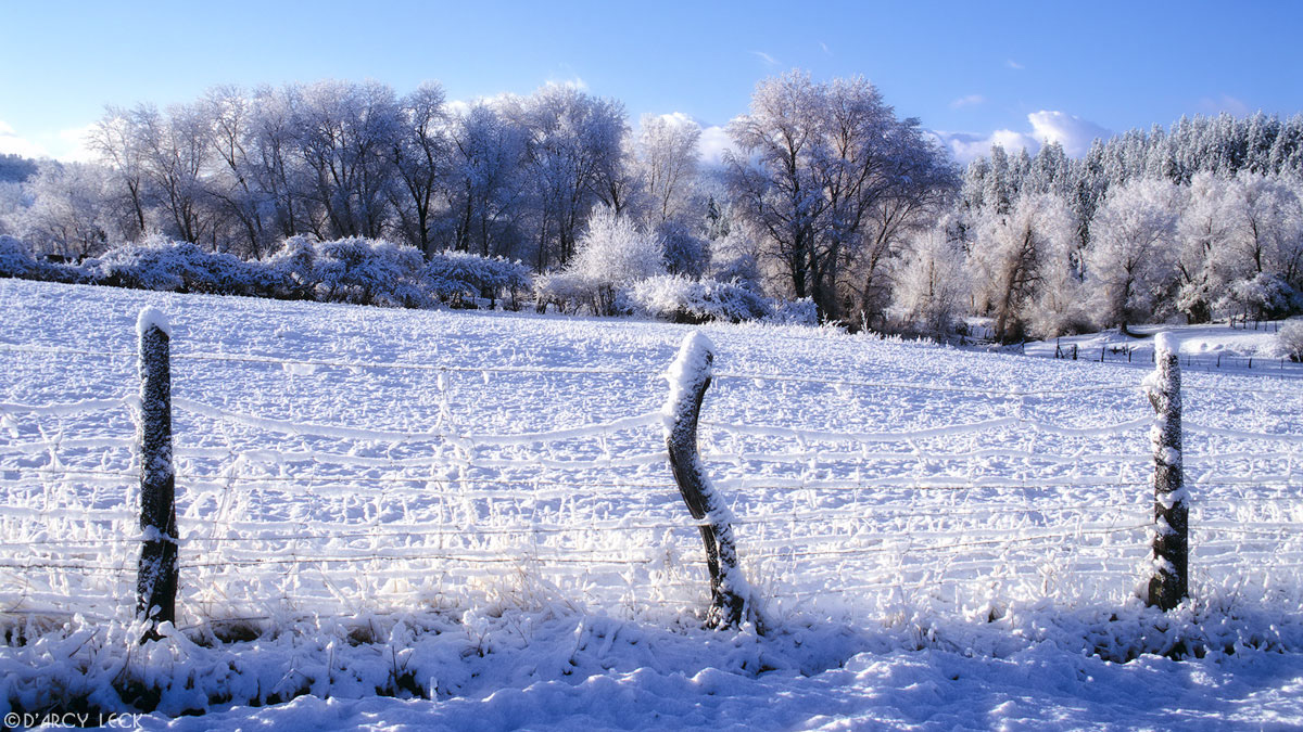 New fallen snow on fence, fields, and cottonwood trees at sunrise in El Valle, New Mexico