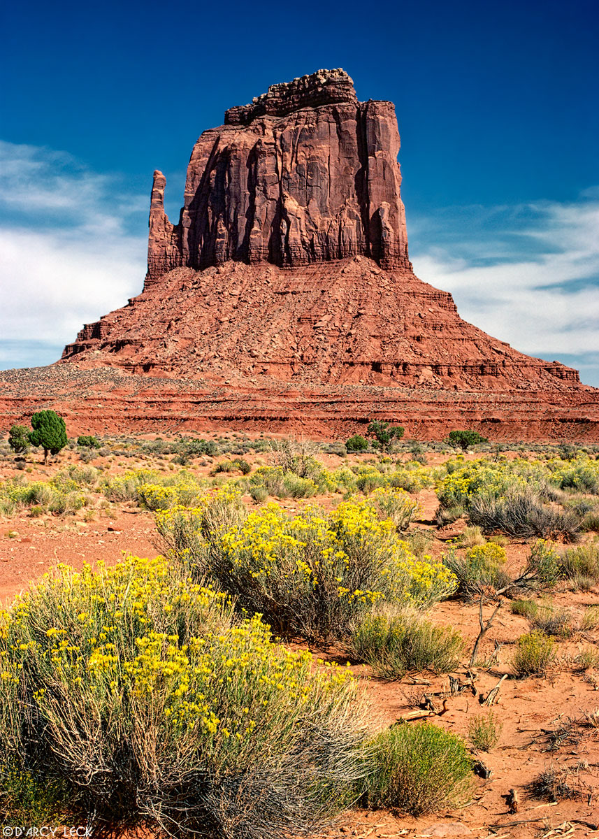 Chamisa bush with yellow blossoms and sandstone mitten beyond, Monument Valley