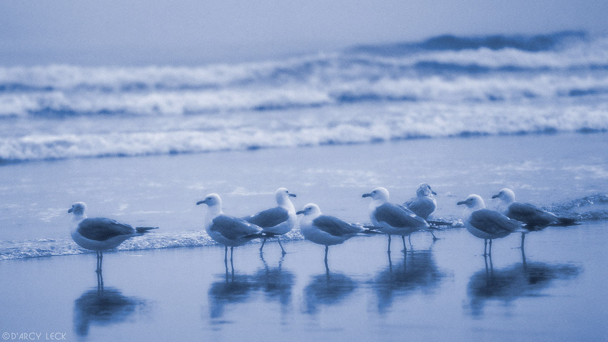 Seagulls along beach in fog at Second Beach in Olympic National Park, Washington