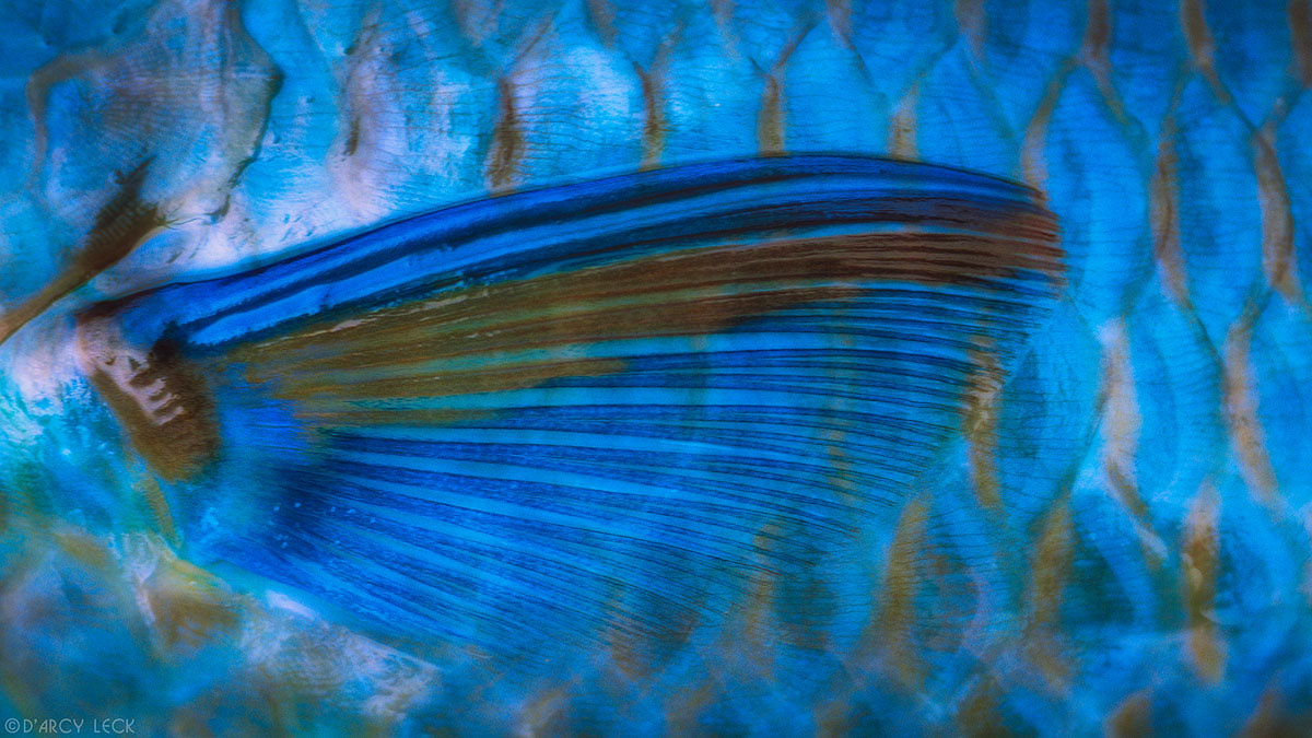 Close-up of blue Parrot fish pectoral fin