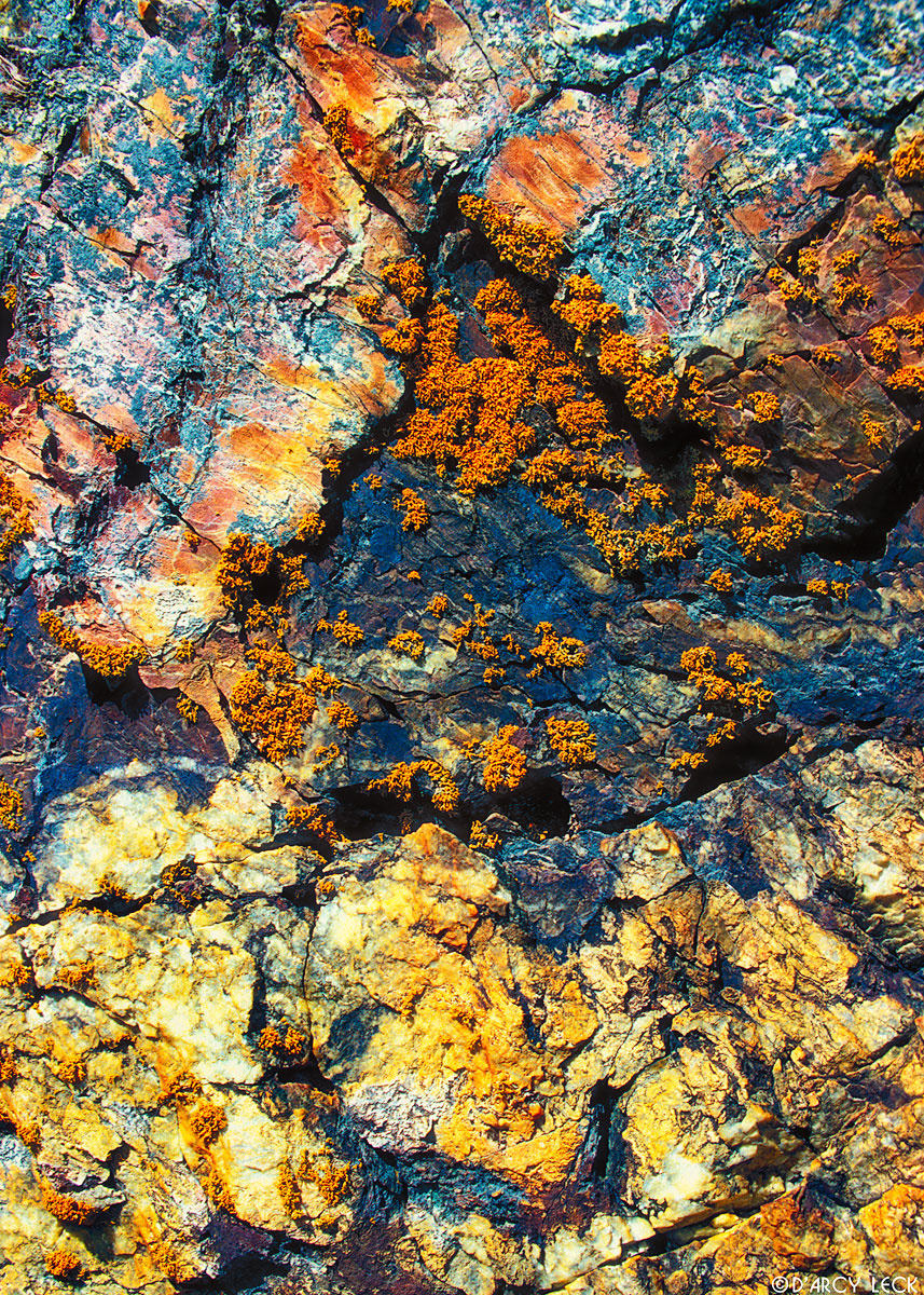 Multi-colored rock covered with orange lichen
