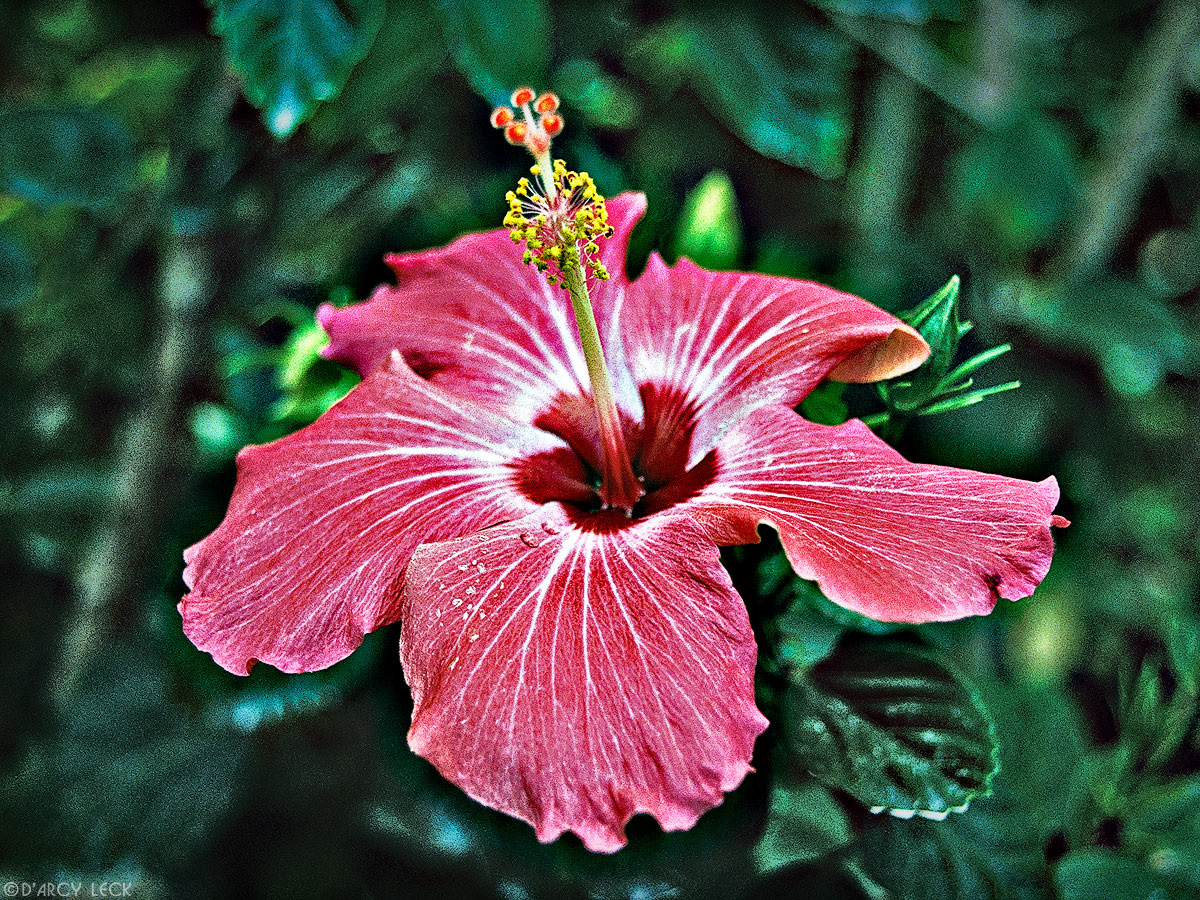 Red Hibiscus Blossom, Hawaii