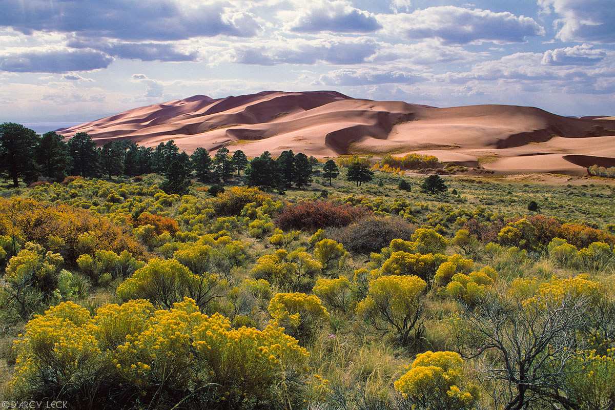 Autumn colors the chamisa (rabbitbrush) below sand dunes, Great Sand Dunes National Park, Colorado