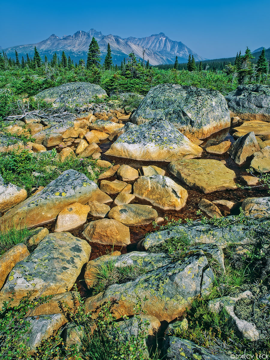 Rocky pool in alpine meadow in Tonquin Valley, Jasper National Park, Canada