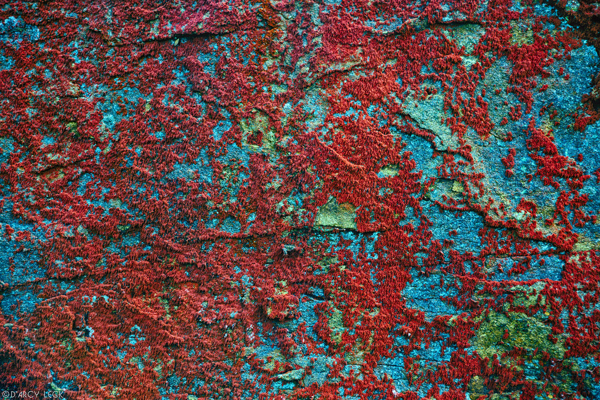 Red lichen covering blue rock, Point Reyes National Seashore, California