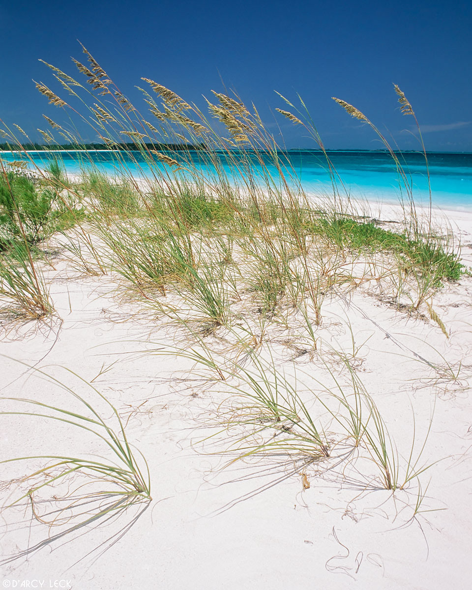 Sea oats anchor white sand along beach on Treasure Cay, Bahamas