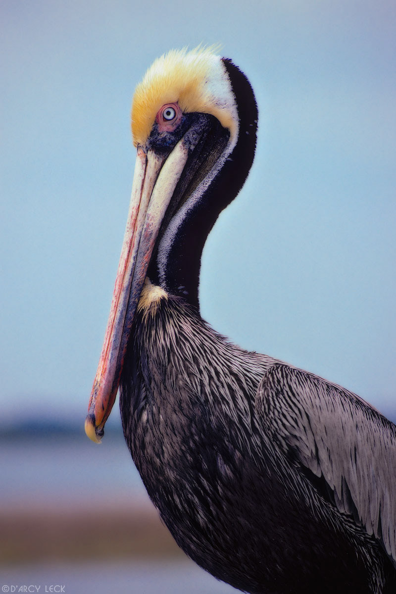 Pelican, Florida