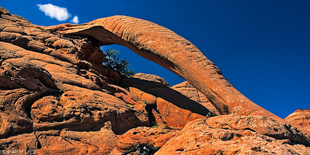 Cobra Arch in Pariah Canyon-Vermillion Cliffs Wilderness, Utah