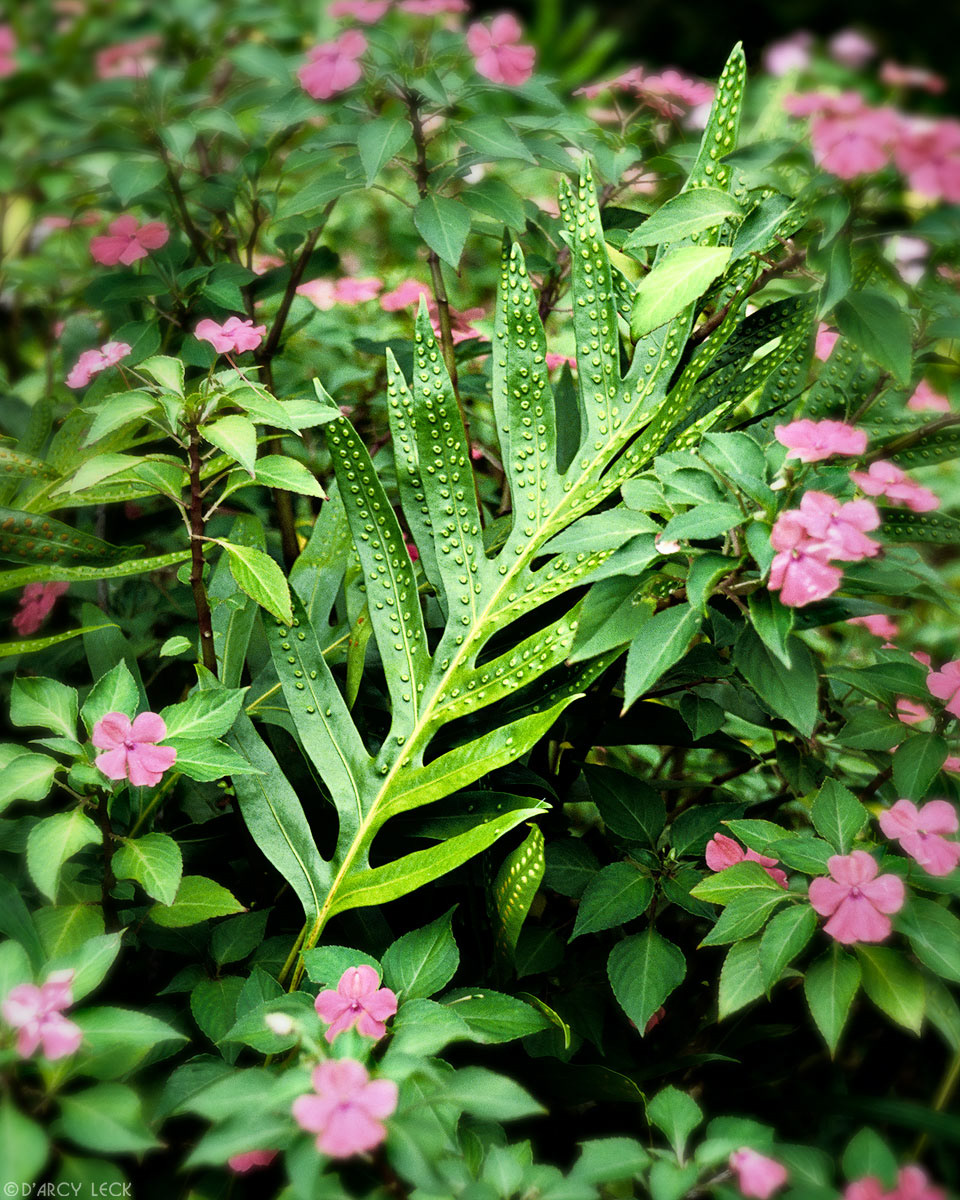 Pink flowers and fern frond in Temperate Rain Forest of Pacific Northwest, Oregon
