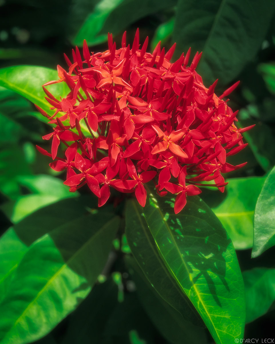 Flame of The Woods blossoms in the Virgin Islands