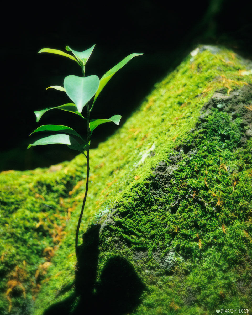 New plant sprouts on mossy rock