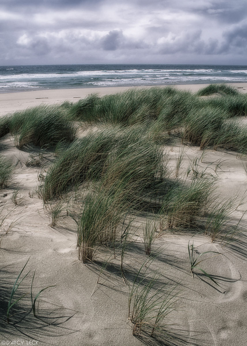 Wind blown sea grass on beach dunes at Umqua Point along the Oregon coast