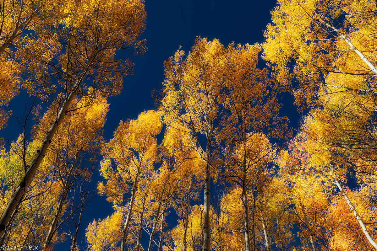 Aspen trees with autumn color stand against blue sky in San Isabel National Forest, Colorado