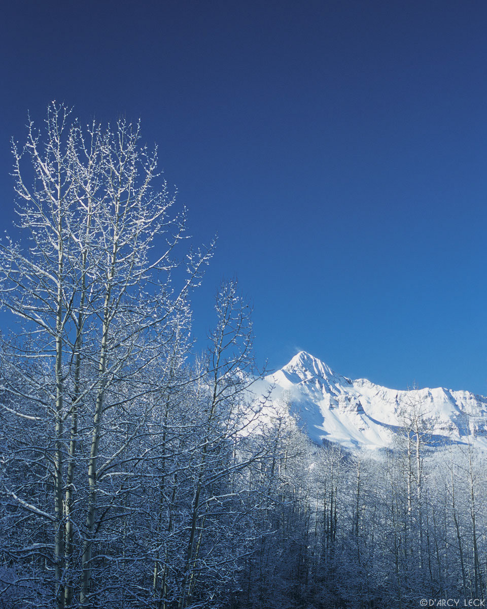 Snow covered aspens after snow storm and Wilson Peak in San Juan Mountains, Colorado, USA