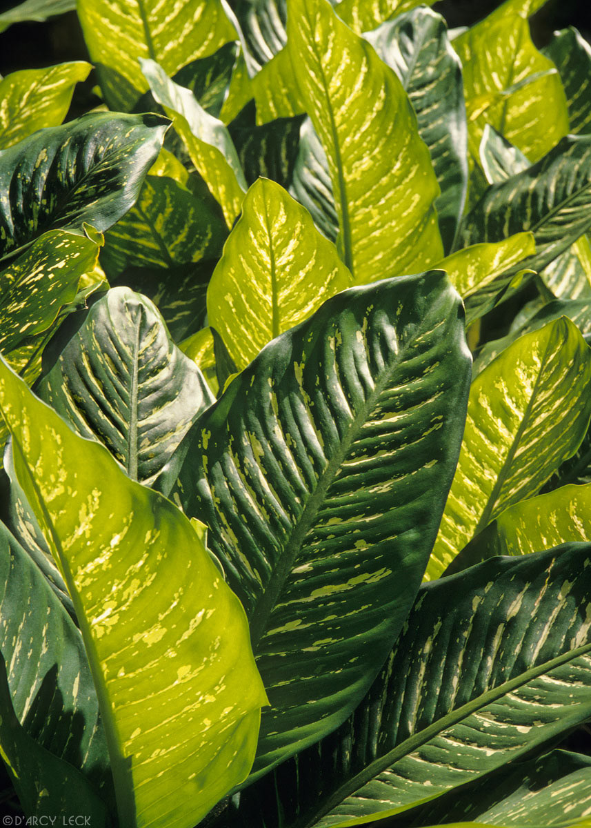 Variegated green and yellow broad leaves, Oahu, Hawaii