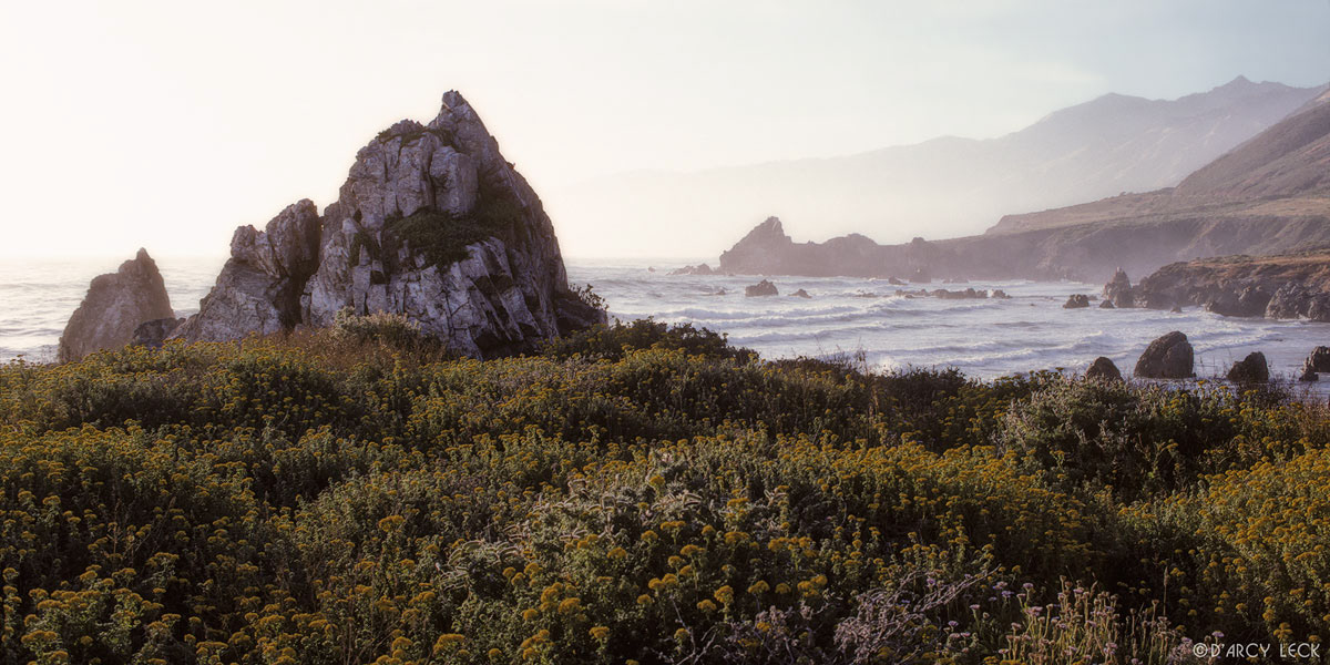 Yellow wildflowers and coast in late afternoon near Lucia, California