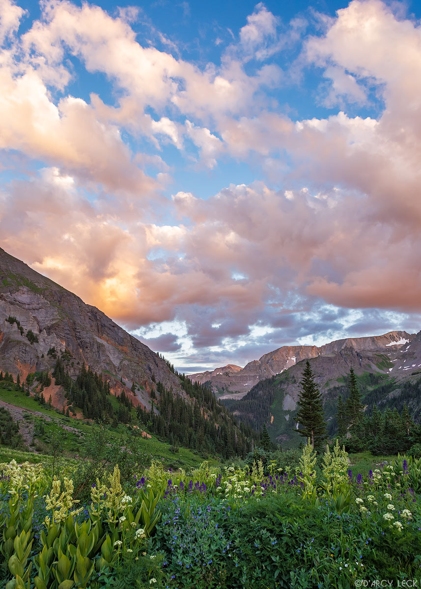 A field of wildflowers blossoms in late July in Yankee Boy Basin as sunset warms the clouds above Sneffels Range mountains, Colorado