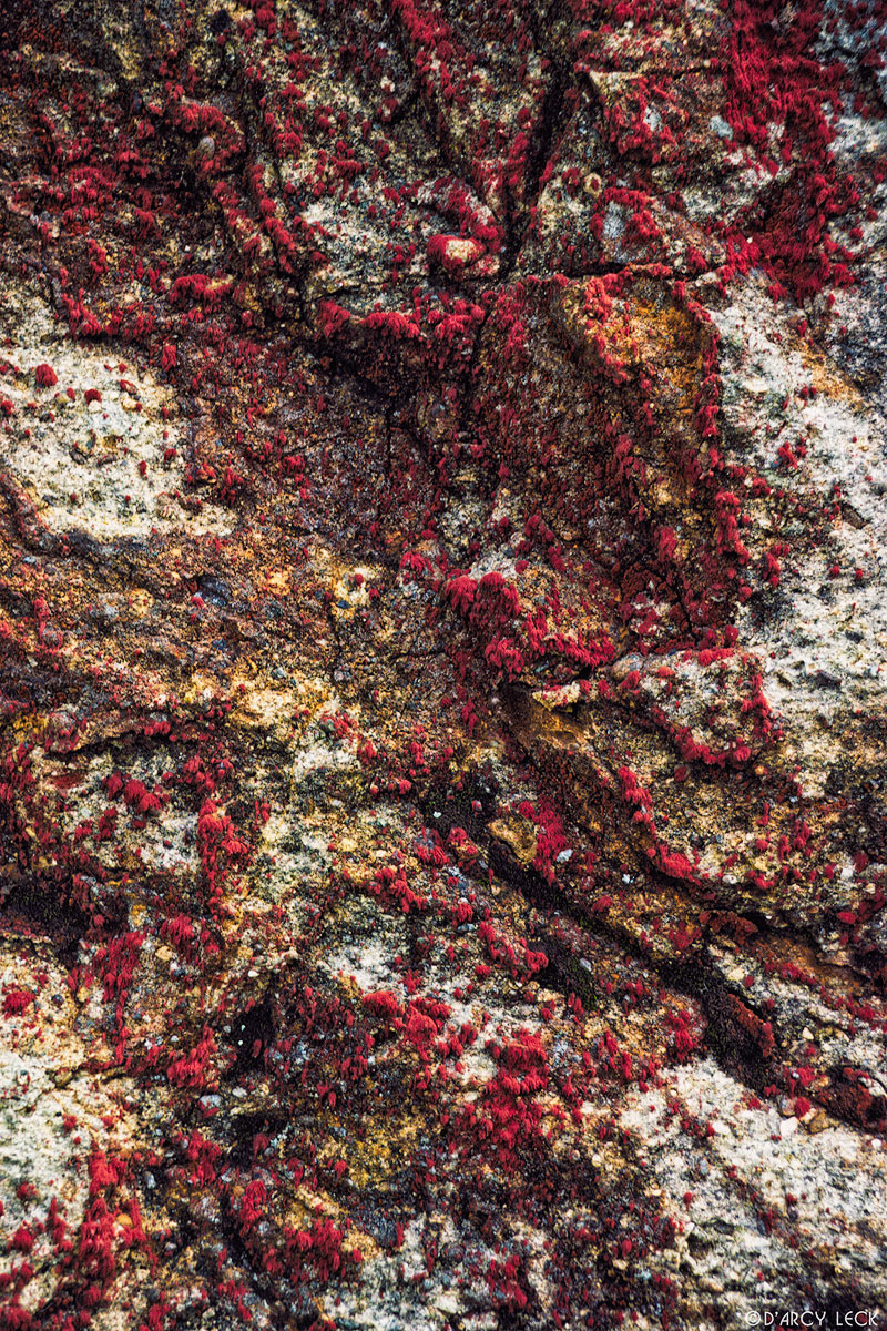 Red lichen speckling rock, Point Reyes National Seashore, California
