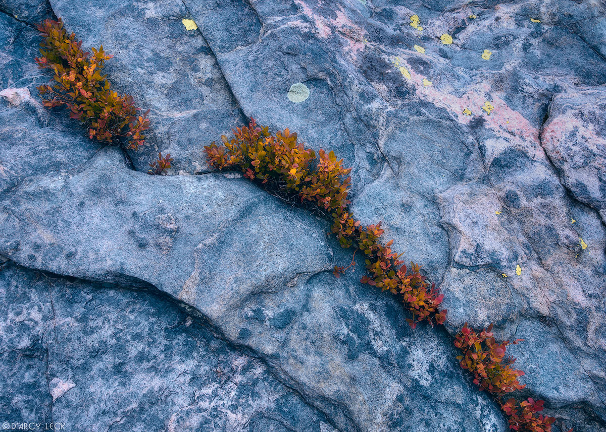 Autumn colors leaves of plants growing in rock crack