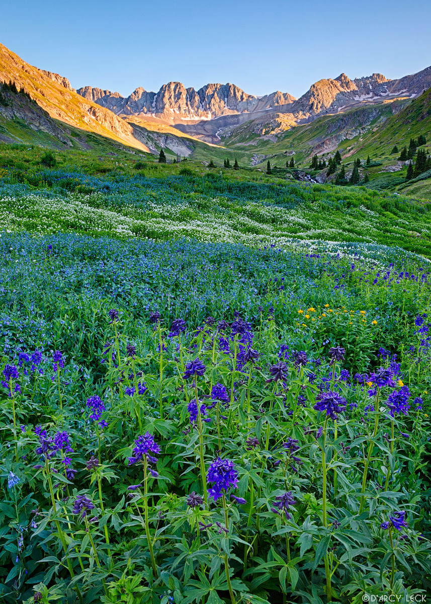 Larkspur, Mountain Bluebells, and other alpine wildflowers blossom along a mountain stream in American Basin in July, San Juan Mountains, Colorado