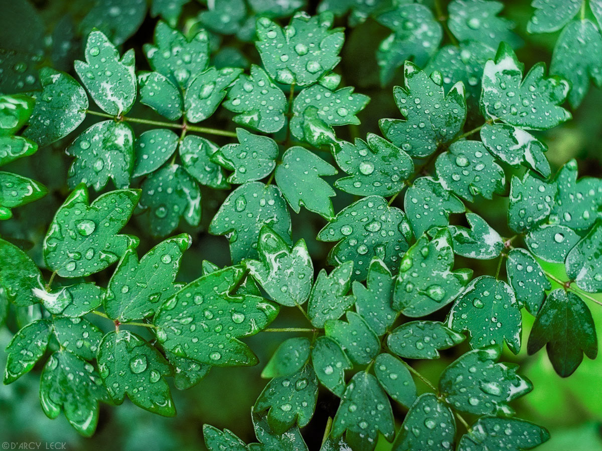 Rain drops on leaves of green plant on forest floor, Minnesota