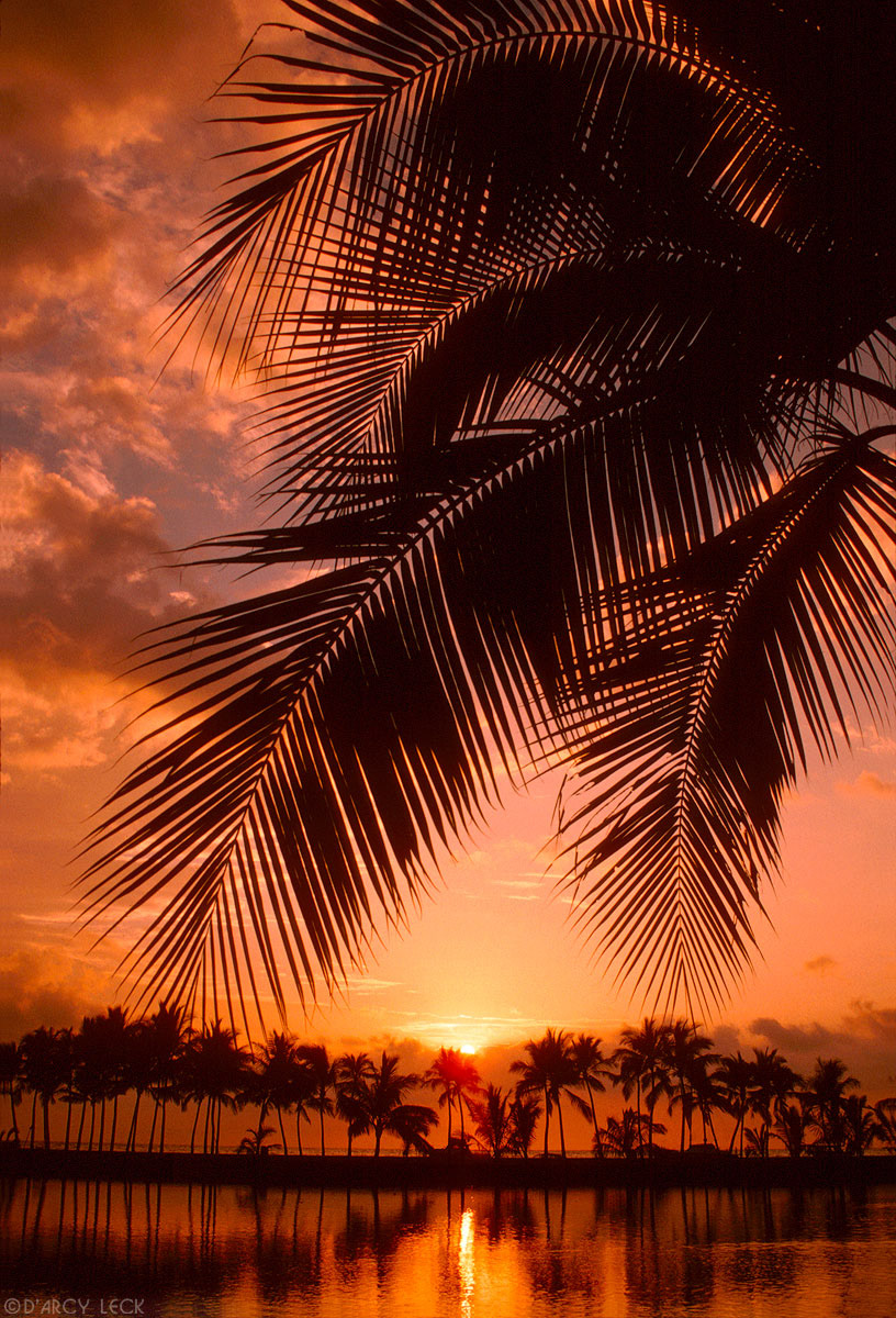 Sunset silhouette palm fronds, Hawaii