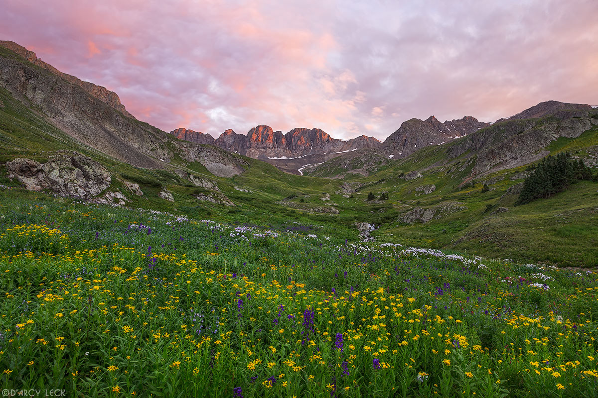 Alpine field of wildflowers blossom in July at sunset in American Basin, Colorado