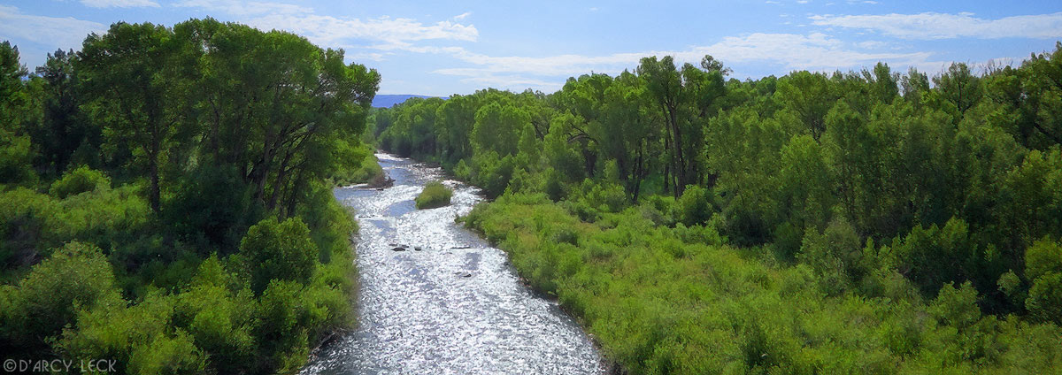 Gunnison River flows through cottonwoods in summer, Colorado