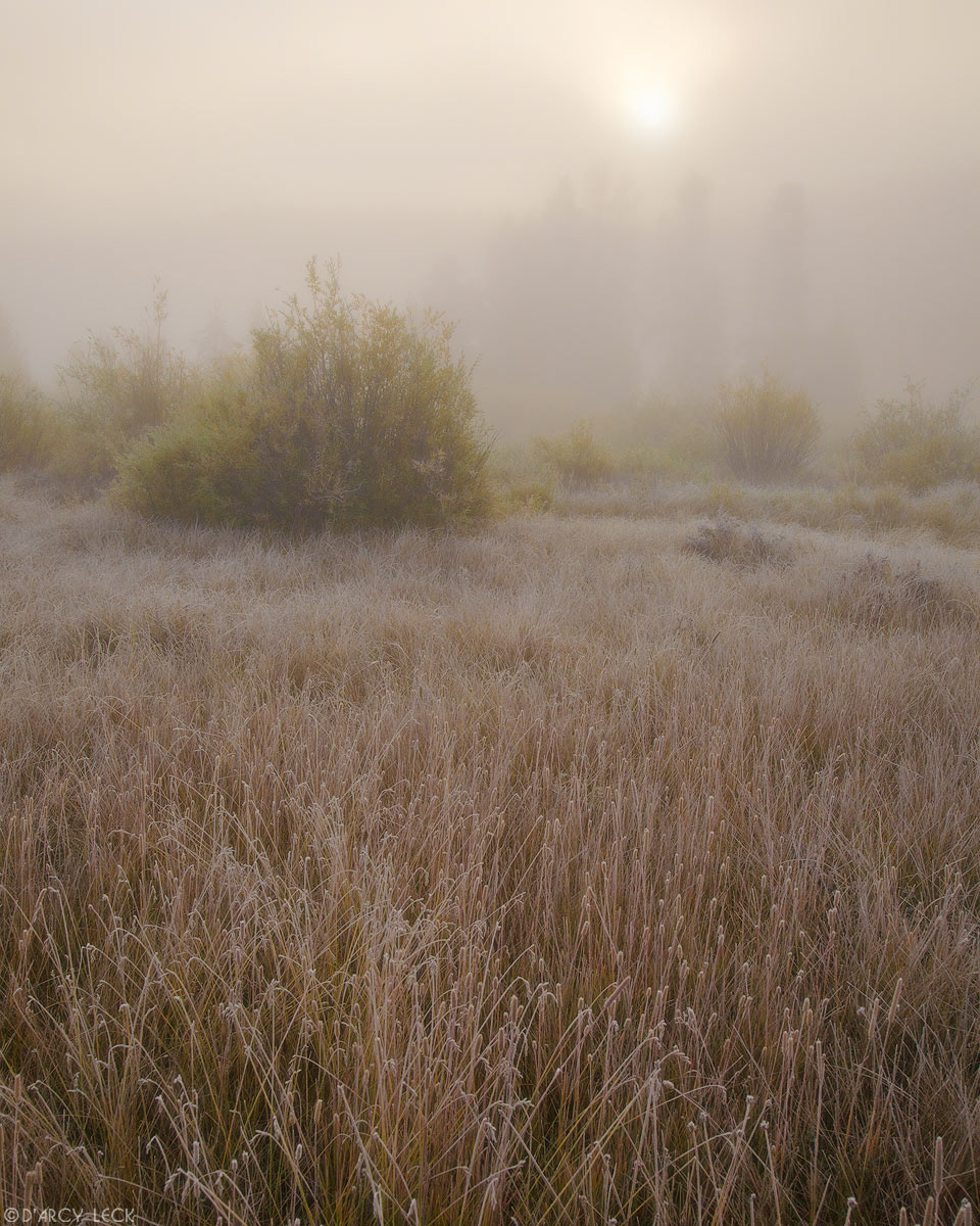 Early morning fog enshrouds the forest and meadows along the Colorado River in autumn, Colorado