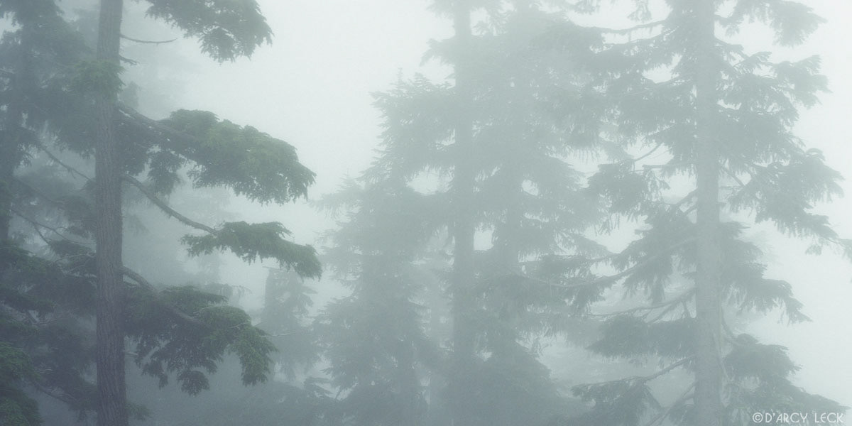 Fog enshrouded trees in Mount Rainier National Park, Washington