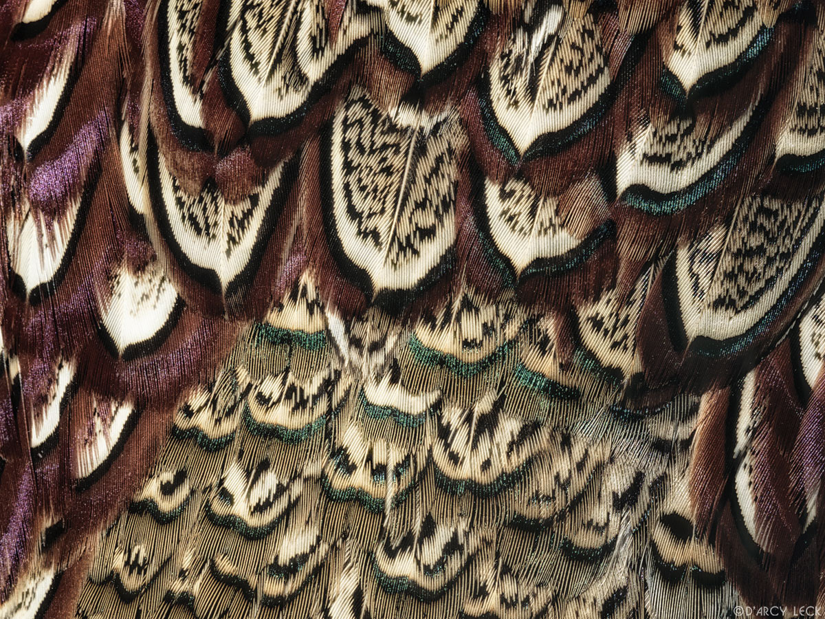 Cock Pheasant feathers