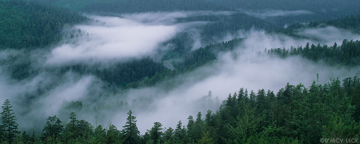 Patchy fog rolls over redwood forest in Redwood Creek Valley, Redwood National Park, California